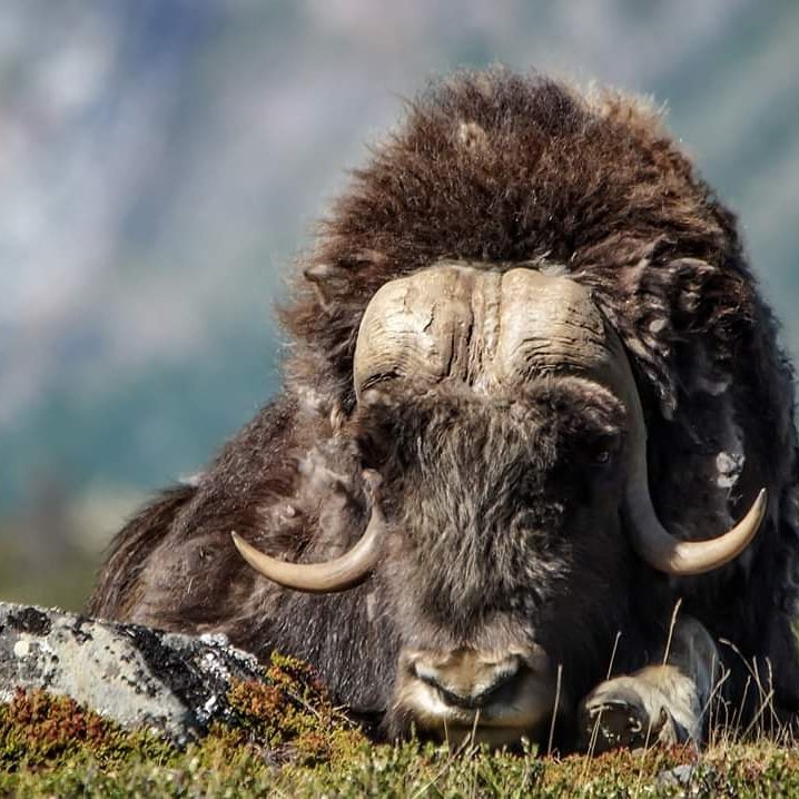 Snøhetta Camping (Hjerkinn)